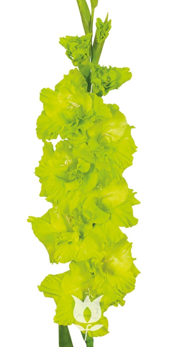 Gröna stjärnan - Blommornas värld